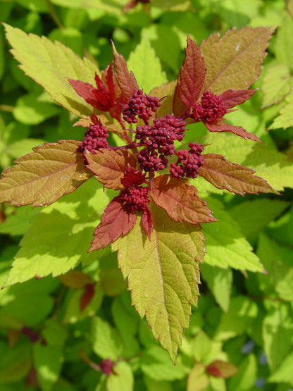 Magic Carpet Spiraea