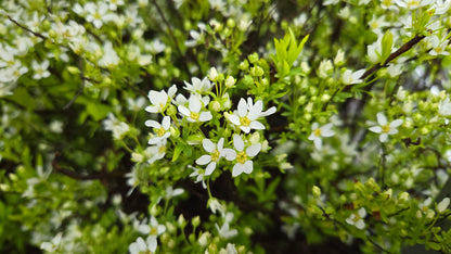 Mellow Yellow | Spirea
