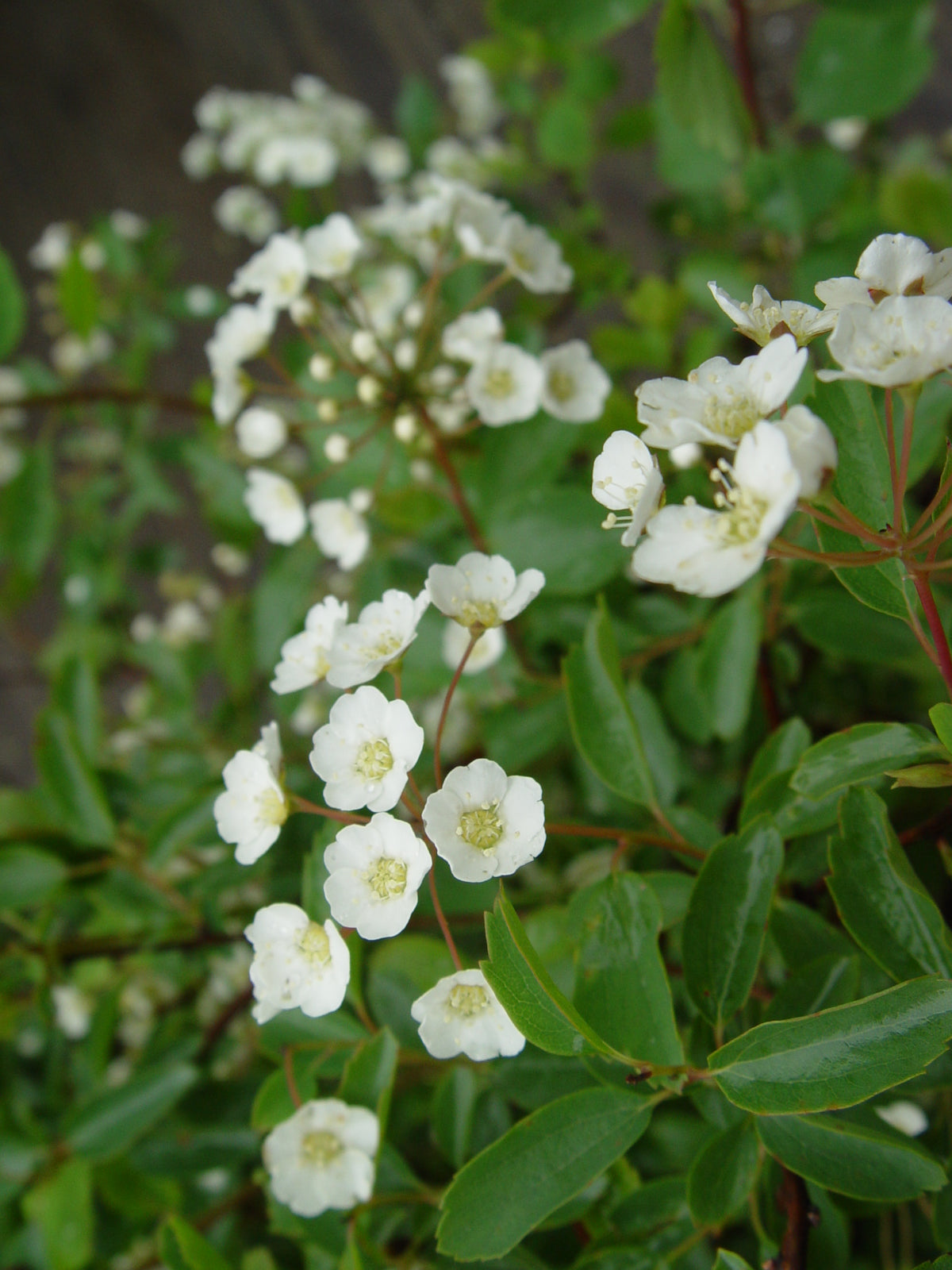 Renaissance Bridalwreath Spirea (Spiraea x vanhouttei 'Renaissance')