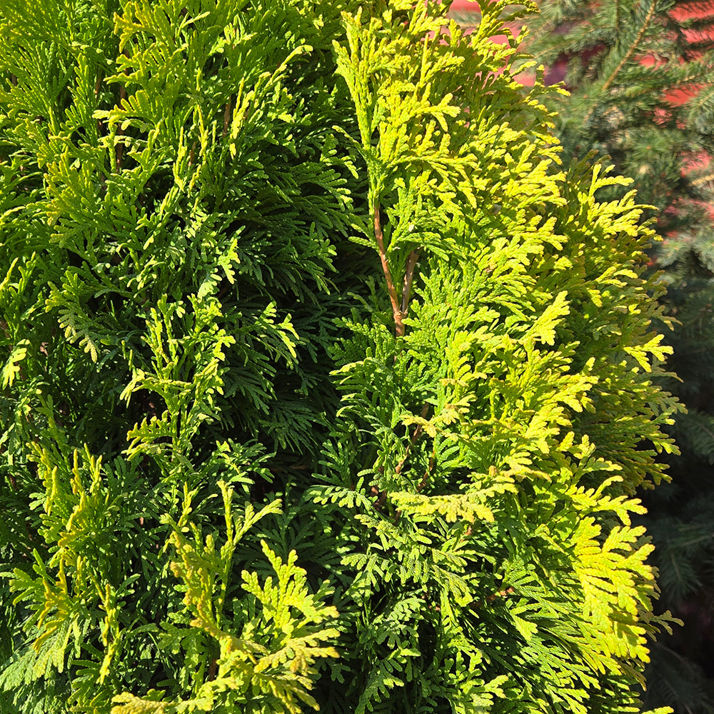 Amber Gold Arborvitae (Thuja occidentalis 'Amber Gold')