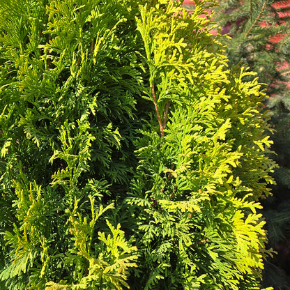 Amber Gold Arborvitae (Thuja occidentalis 'Amber Gold')