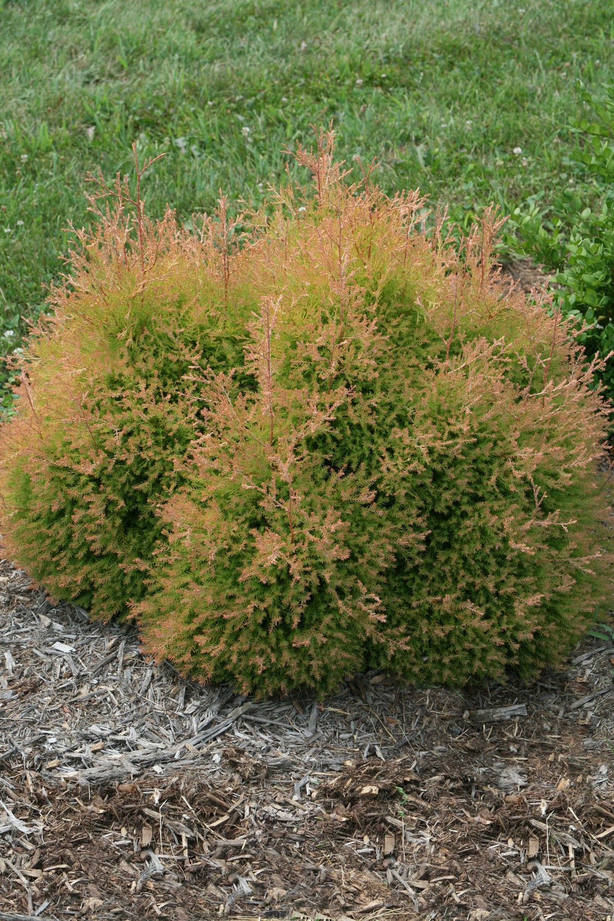 Fire Chief™ Arborvitae (Thuja occidentalis Fire Chief™)