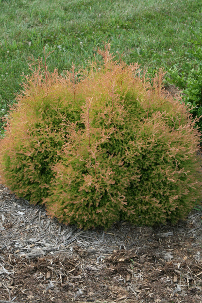 Fire Chief™ Arborvitae (Thuja occidentalis Fire Chief™)
