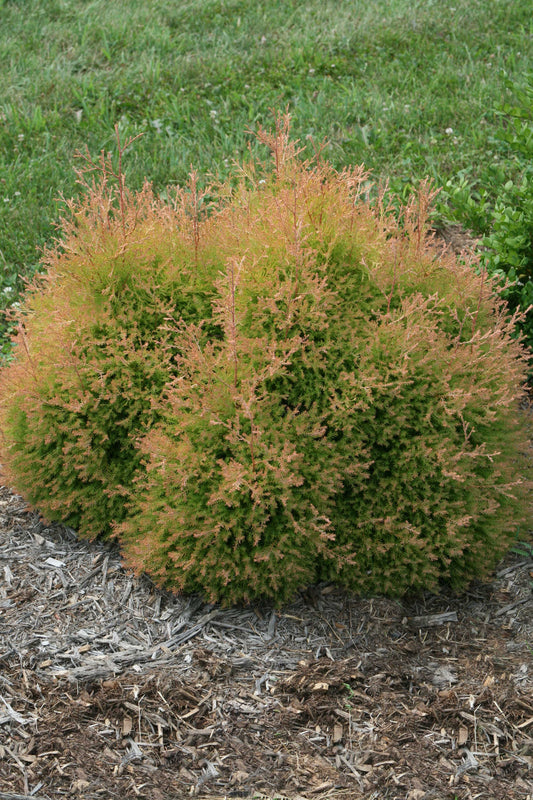 Fire Chief™ Arborvitae (Thuja occidentalis Fire Chief™)