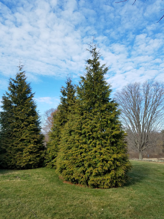 Green Giant Arborvitae (Thuja x 'Green Giant')