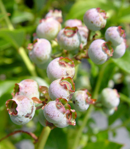 Blueray | Highbush Blueberry