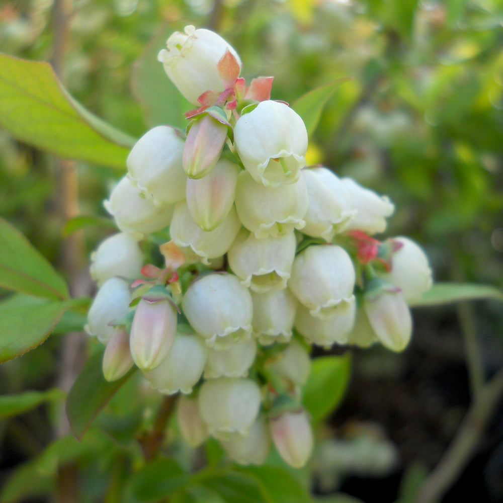 Patriot | Highbush Blueberry