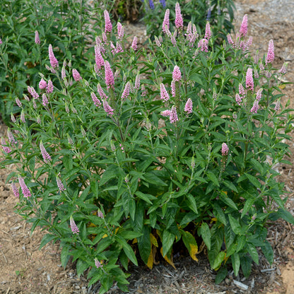 First Love | Speedwell
