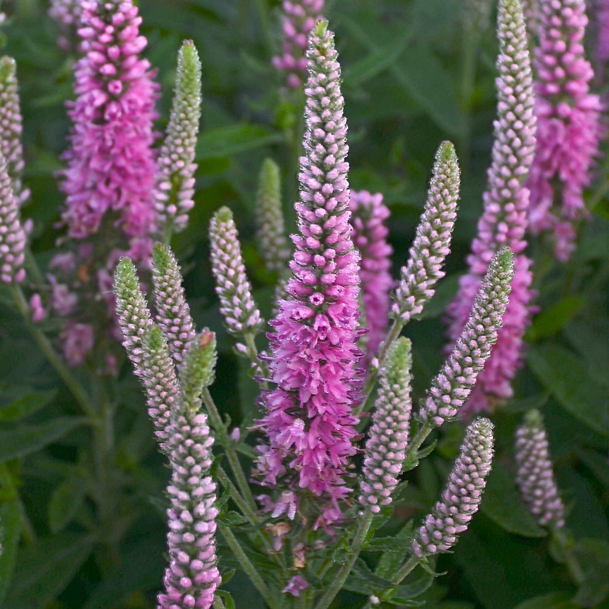 Pink Potion | Speedwell