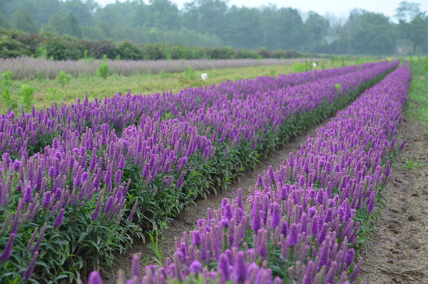 Purple Illusion | Speedwell