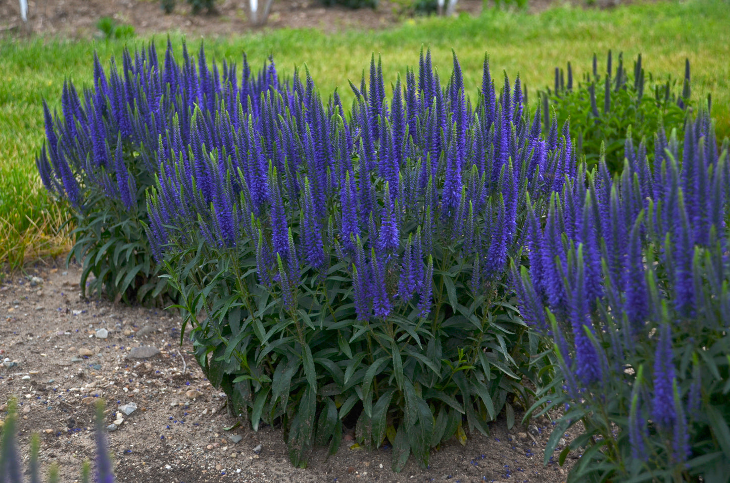 Wizard of Ahhs | Speedwell