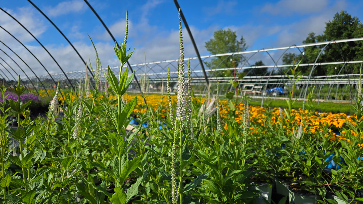 Culver's Root (Veronicastrum virginicum)