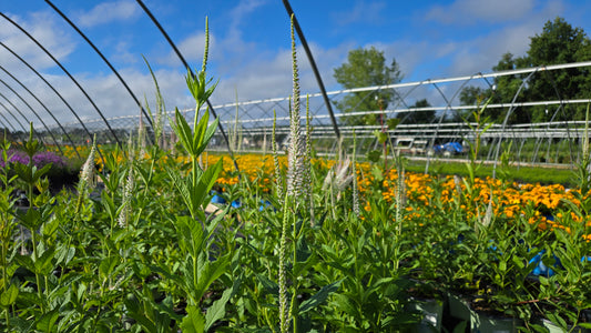 Culver's Root (Veronicastrum virginicum)