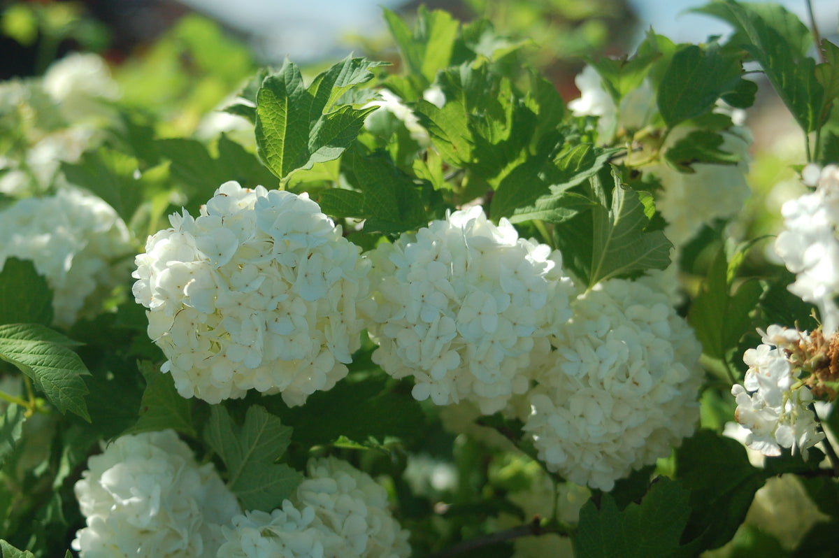 European Snowball Viburnum (Viburnum opulus 'Roseum')