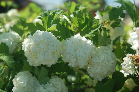 European Snowball Viburnum (Viburnum opulus 'Roseum')