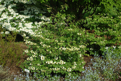 Summer Snowflake | Viburnum