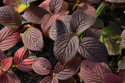 Opening Day | Viburnum
