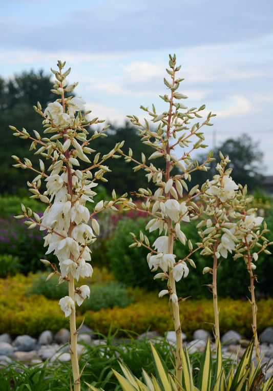 Color Guard Yucca (Yucca filamentosa 'Color Guard')