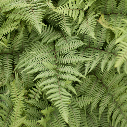 Ghost Japanese Painted Fern - photo 2