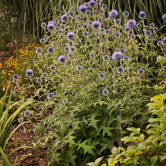 Blue Glow Globe Thistle (Echinops 'Blue Glow')