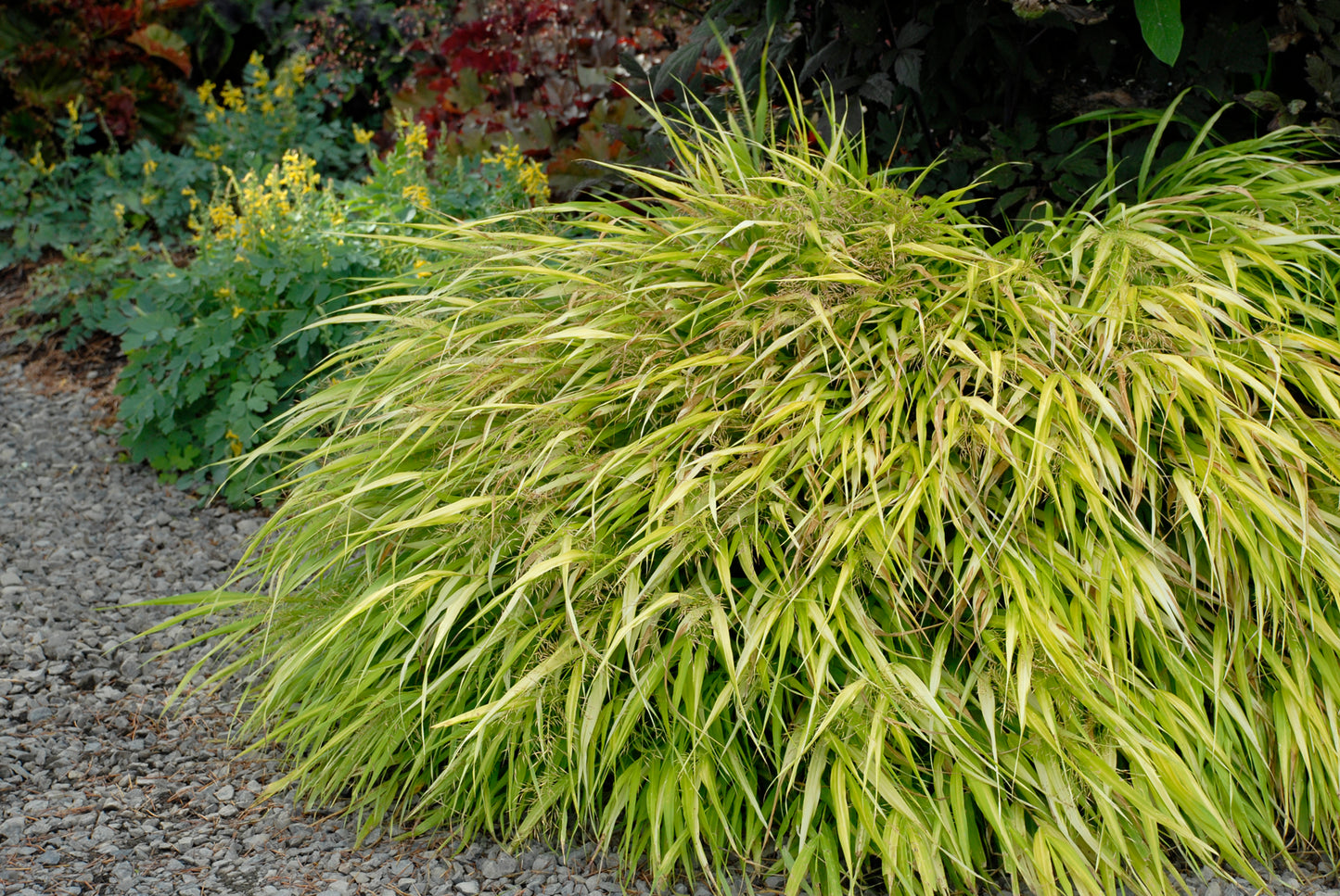 All Gold | Japanese Forest Grass