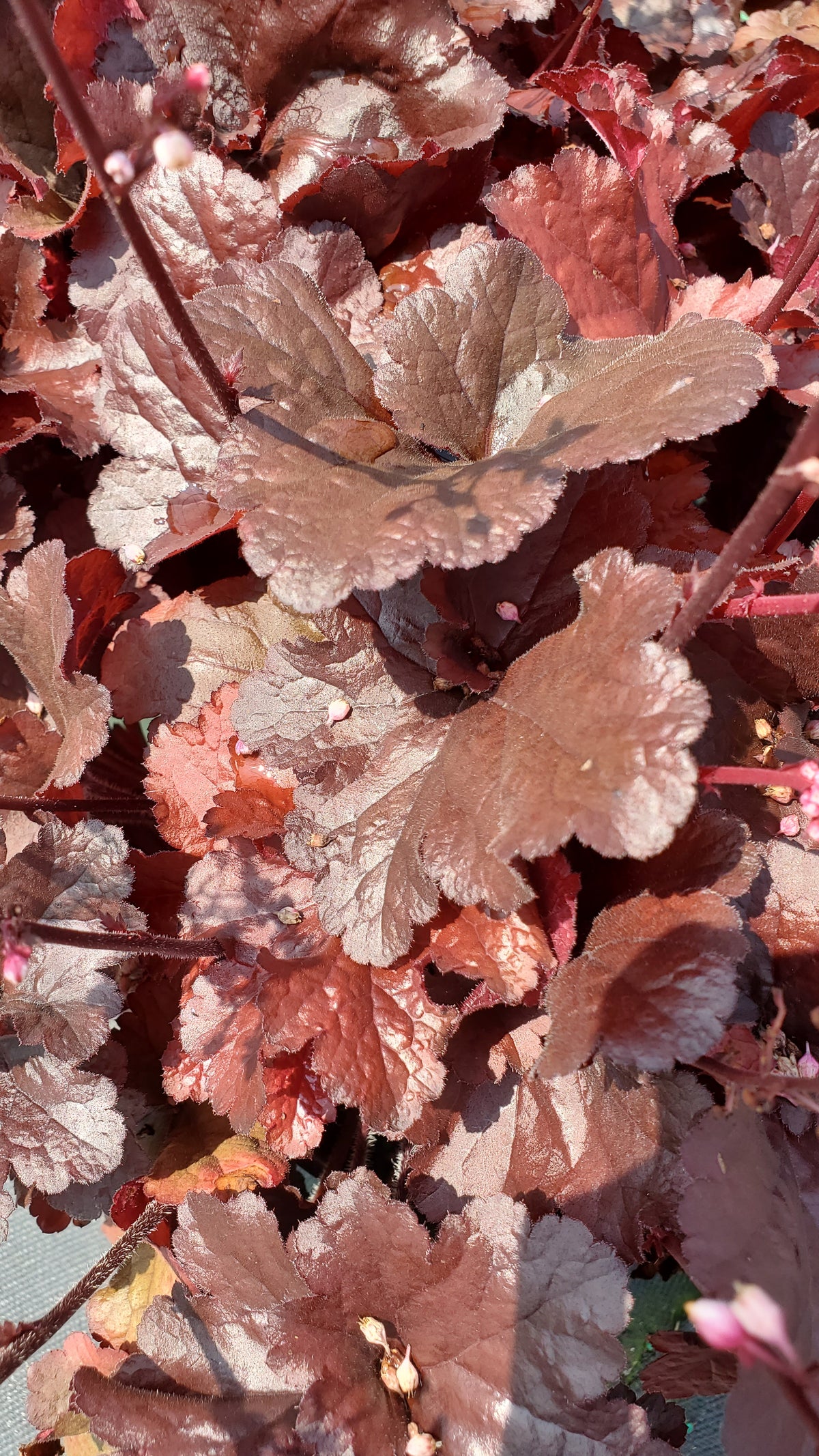 Forever Red Coral Bells (Heuchera 'Forever Red')