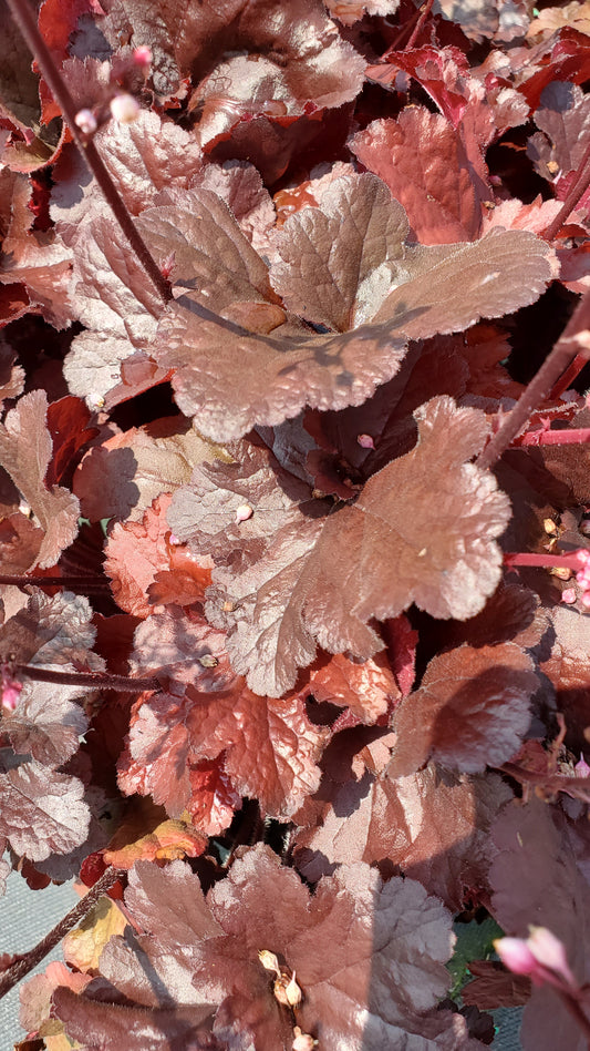 Forever Red Coral Bells (Heuchera 'Forever Red')