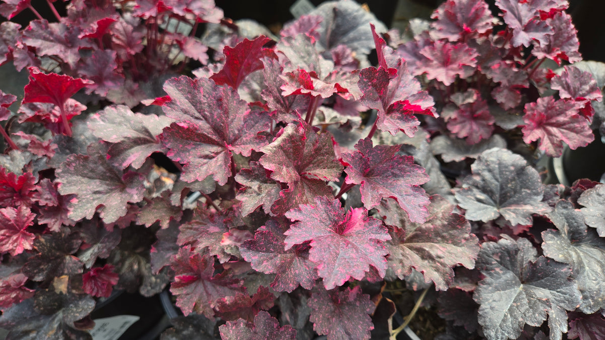 Midnight Rose Coral Bells (Heuchera 'Midnight Rose')