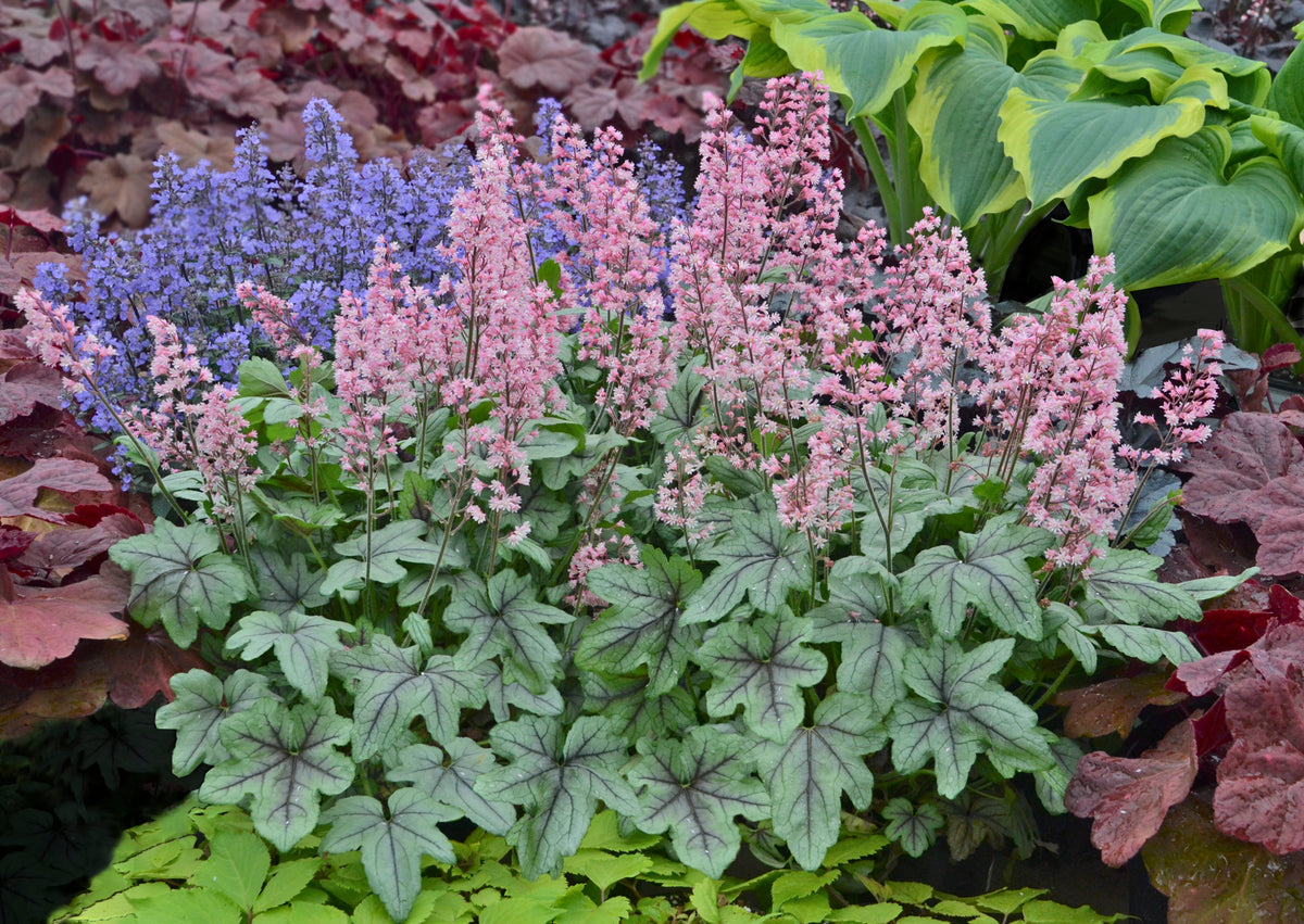 Pink Fizz® Foamy Bells (Heucherella 'Pink Fizz')