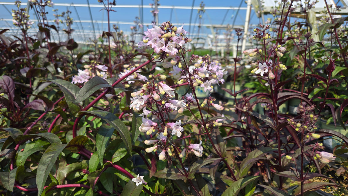 Husker Red Beardtongue (Penstemon digitalis 'Husker Red')