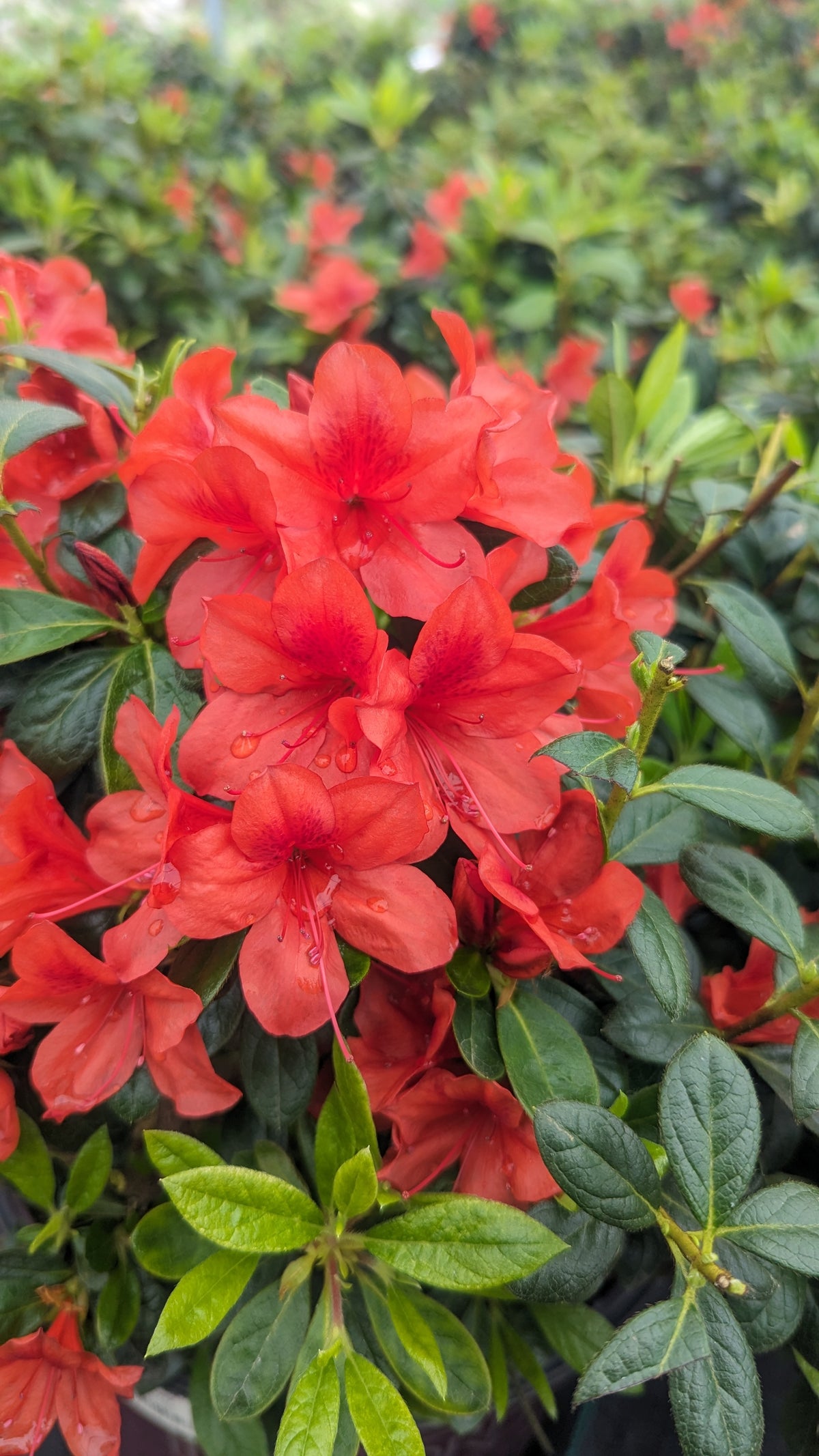 Encore® Autumn Bravo™ Reblooming Azalea (Rhododendron Encore® 'Autumn Bravo')