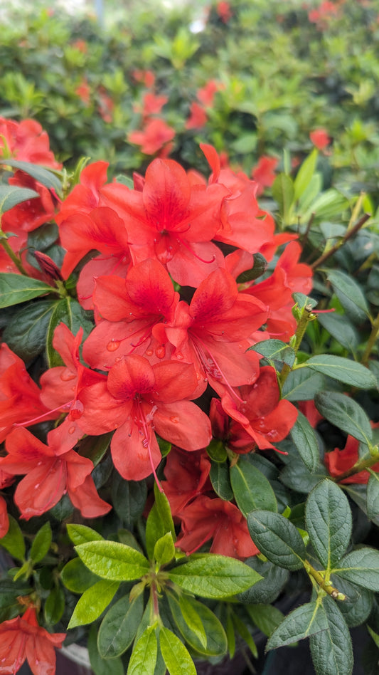 Encore® Autumn Bravo™ Reblooming Azalea (Rhododendron Encore® 'Autumn Bravo')