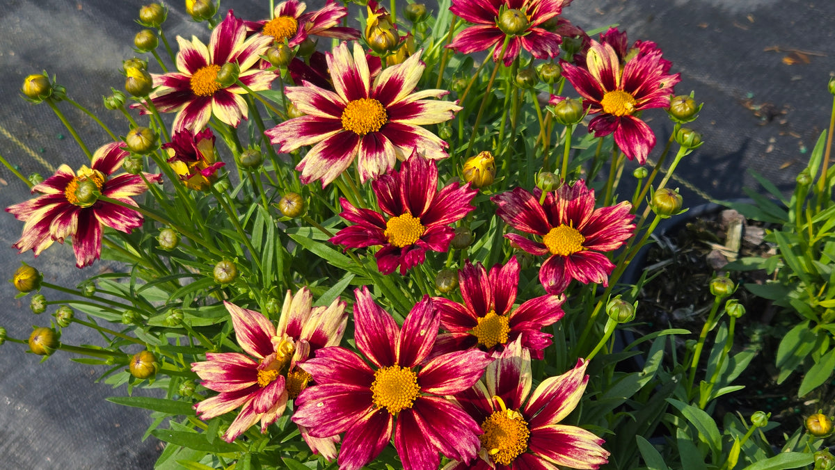 Li'l Bang Starlight Tickseed (Coreopsis Li'l Bang 'Starlight')