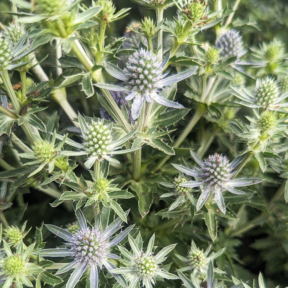 Blue Hobbit Sea Holly (Eryngium 'Blue Hobbit')