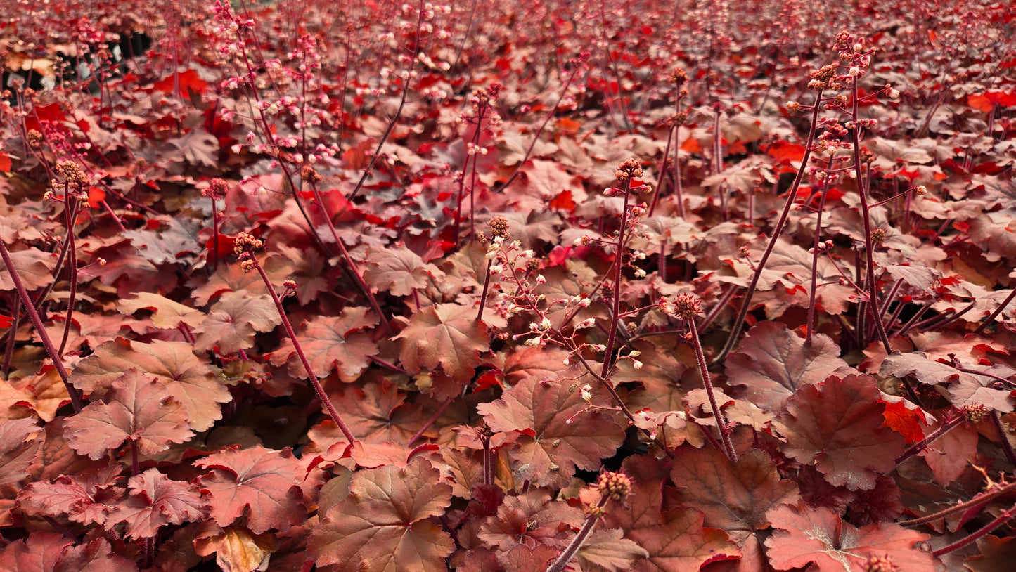 Fire Alarm | Coral Bells
