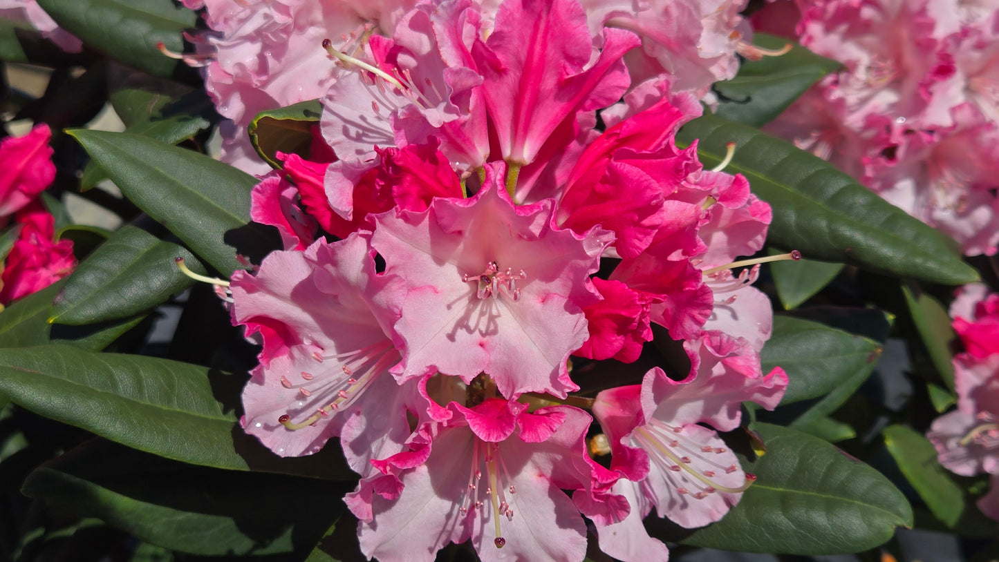 Dandy Man Color Wheel | Rhododendron