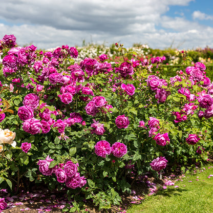 Young Lycidas David Austin Rose - photo 2