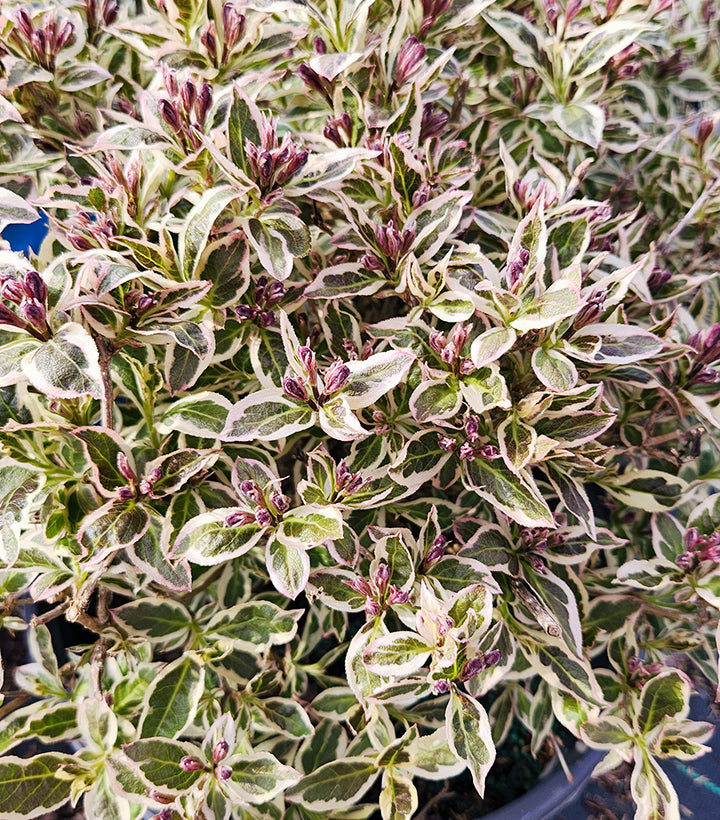 My Monet Purple Effect® Weigela (Weigela 'My Monet Purple Effect')