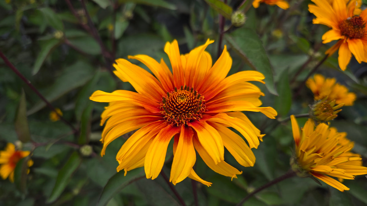 Burning Hearts Smooth Ox-Eye (Heliopsis helianthoides 'Burning Hearts')