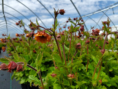 Tempo™ Orange Geum - photo 2