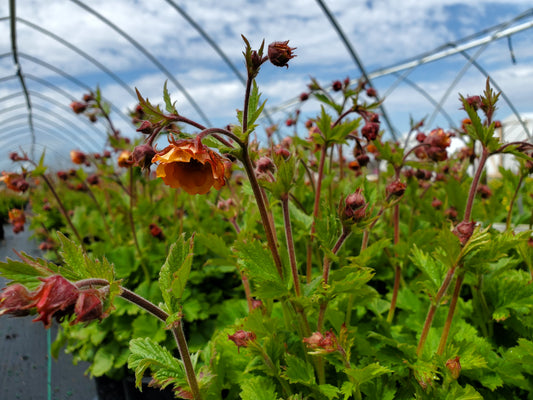 Tempo™ Orange Geum - photo 2