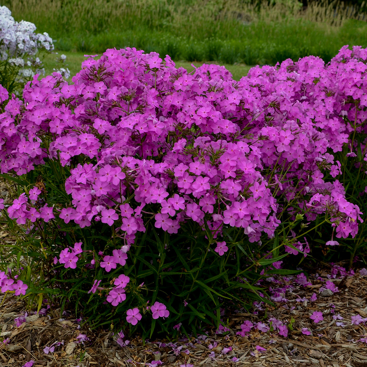Opening Act UltraPink® Upright Garden Phlox (Phlox 'Opening Act Ultrapink')