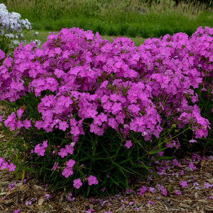 Opening Act UltraPink® Upright Garden Phlox (Phlox 'Opening Act Ultrapink')