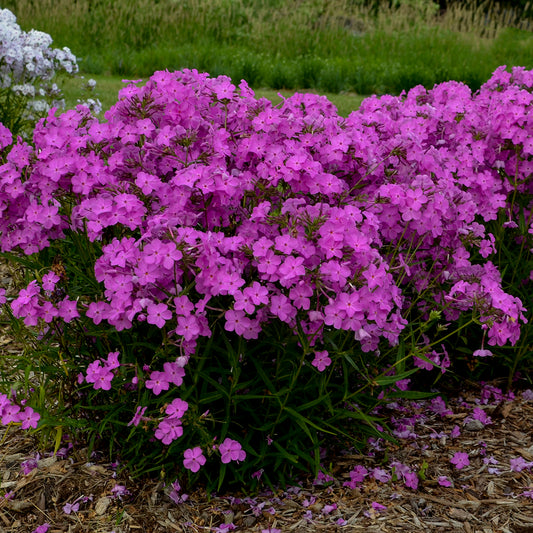 Opening Act UltraPink® Upright Garden Phlox (Phlox 'Opening Act Ultrapink')