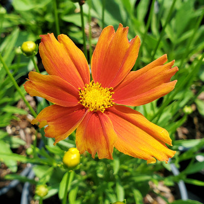 Li'l Bang Darling Clementine Tickseed (Coreopsis Li'l Bang 'Darling Clementine')