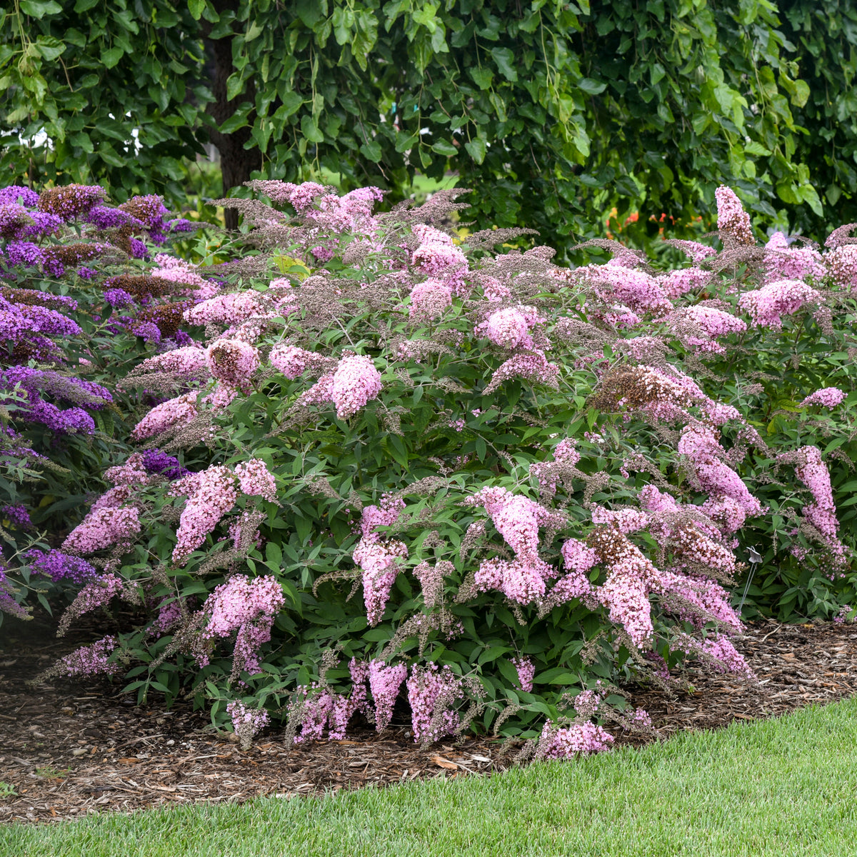 Pink Cascade II | Butterfly Bush