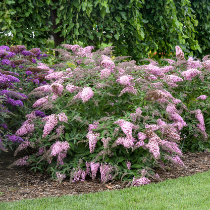 Pink Cascade II | Butterfly Bush
