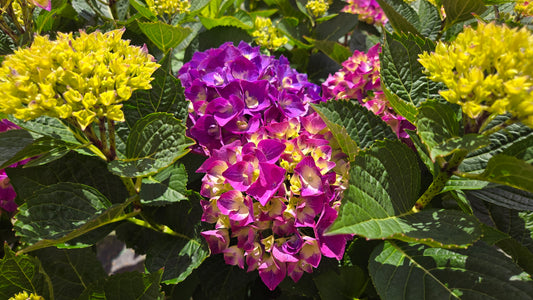 Wee Bit® Giddy Mophead Hydrangea (Hydrangea m 'Wee Bit Giddy')