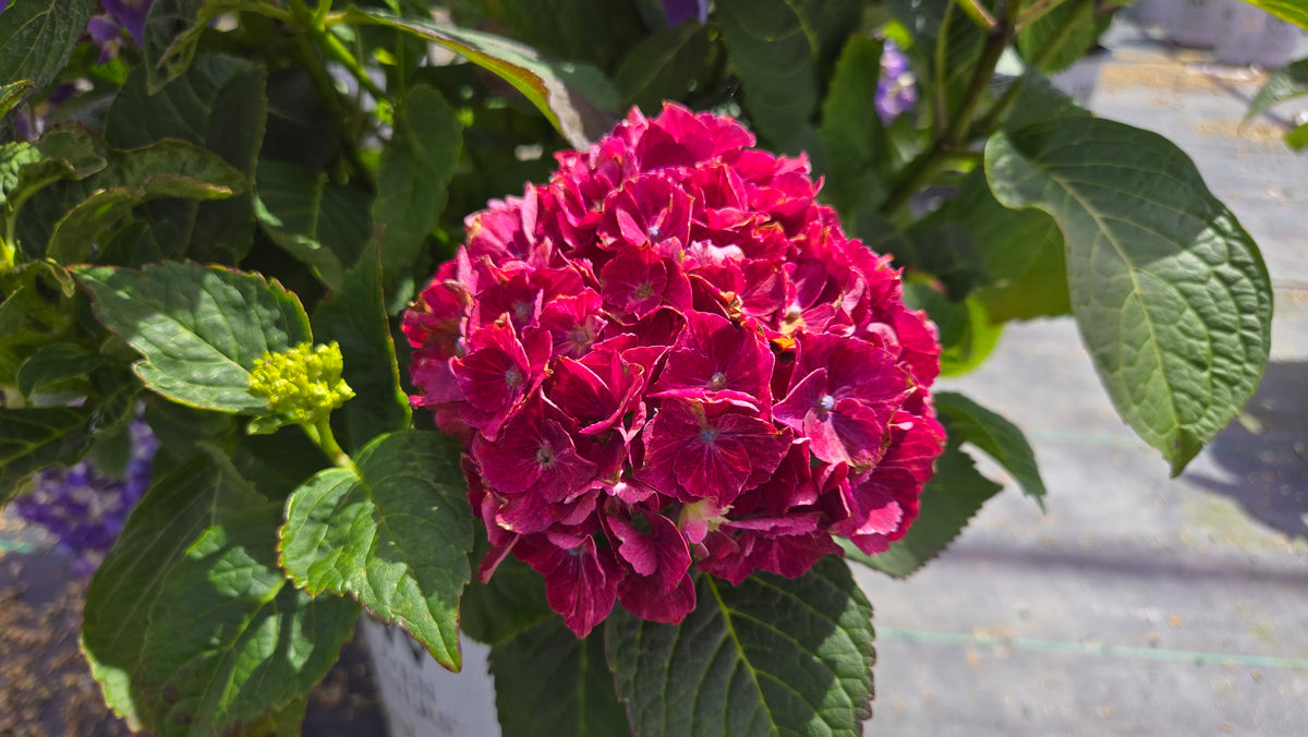 Wee Bit® Grumpy Mophead Hydrangea (Hydrangea m 'Wee Bit Grumpy')