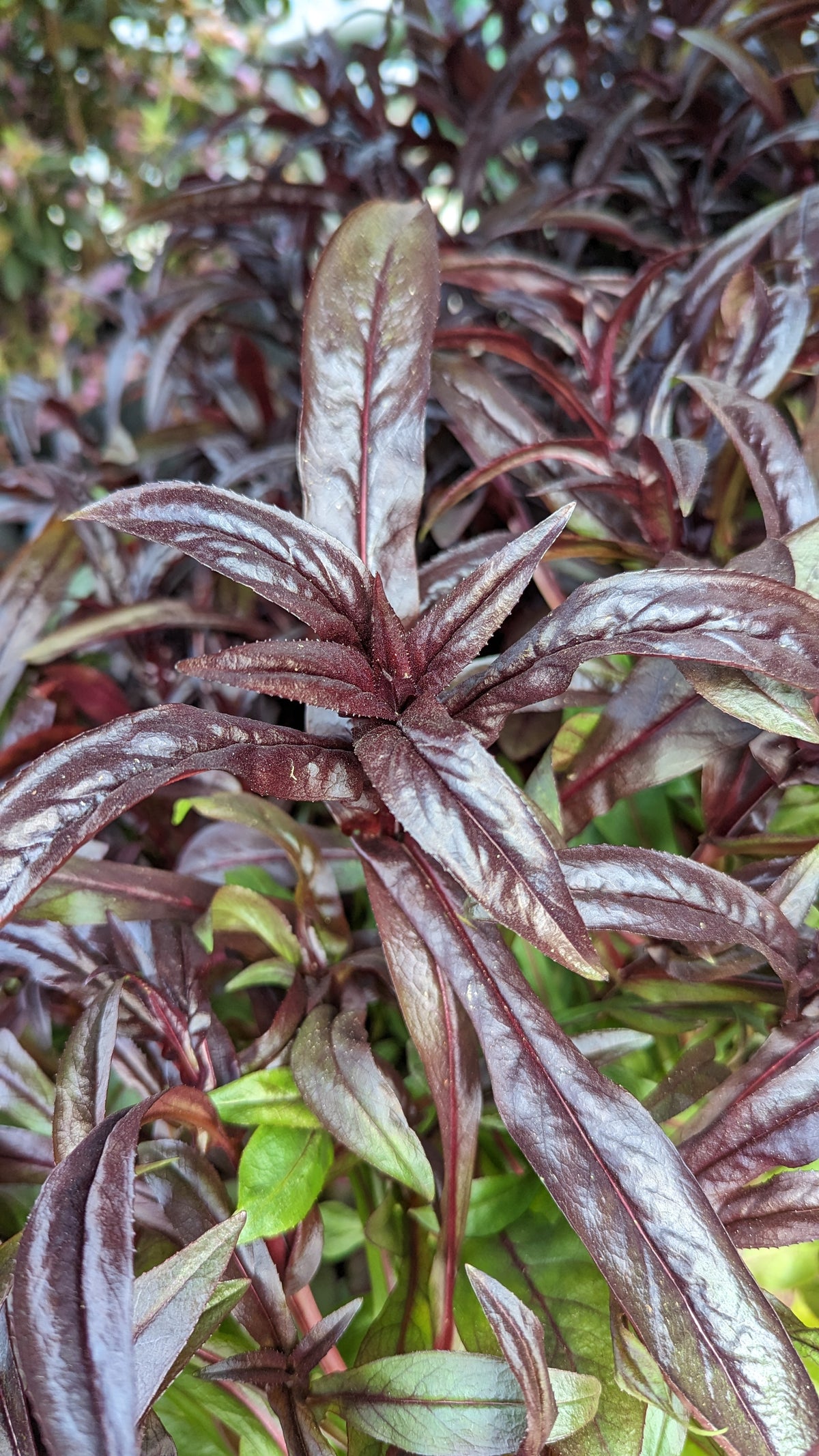 Dakota™ Burgundy Beardtongue (Penstemon dakota 'Burgundy')